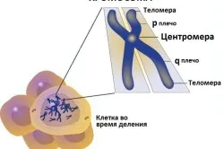 як розрахувати вагітність на дівчинку