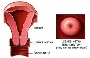 шийка матки під час вагітності