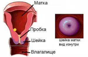 шийка матки під час вагітності