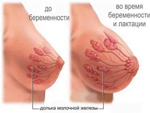 перший місяць вагітності симптоми