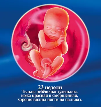 23 тижні вагітності