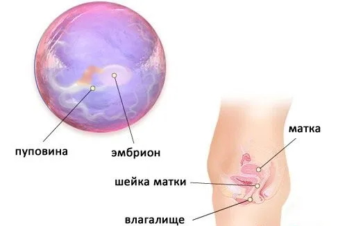 вагітність 6 тижнів узі