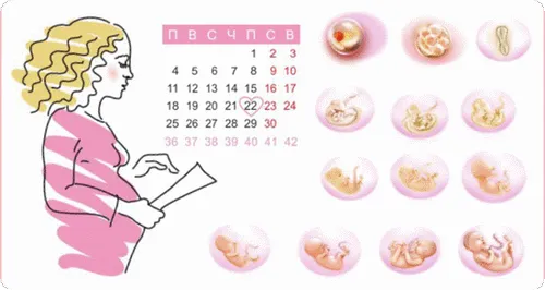 коли йти на перше узі при вагітності