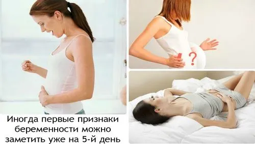 розмір матки на 2 тижні вагітності