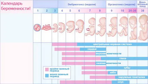 перший місяць вагітності симптоми