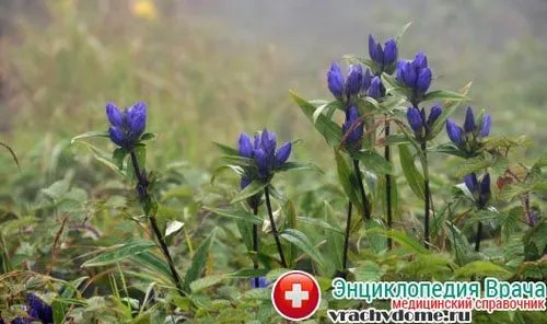 переривання вагітності народними методами
