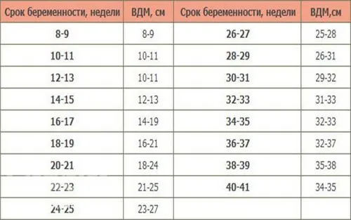 розмір шийки матки під час вагітності