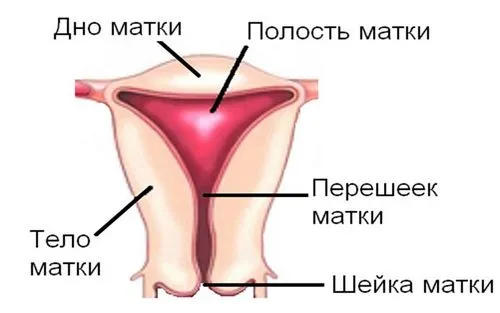 розмір шийки матки під час вагітності