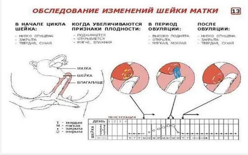 розмір шийки матки під час вагітності