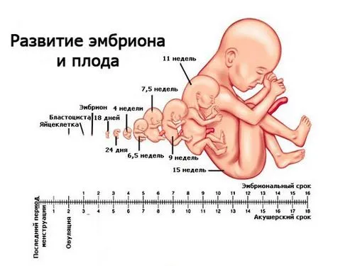 визначення терміну вагітності на узі