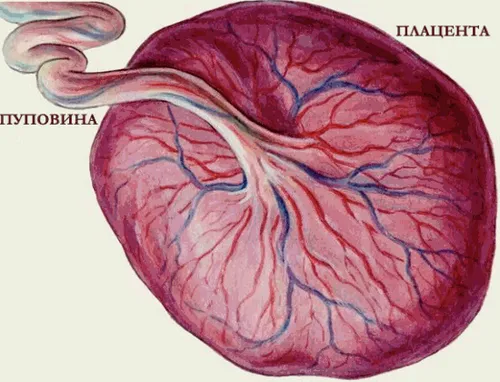 узі 20 тижнів вагітності