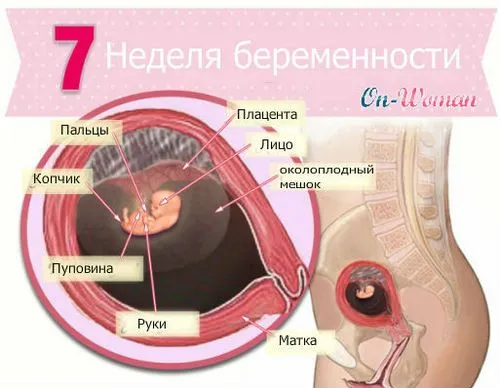 сьомий тиждень вагітності сьомий тиждень вагітності