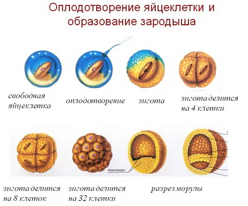 розмір матки на 2 тижні вагітності