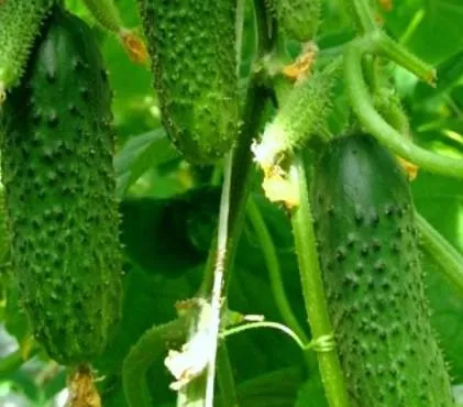 Sare imbracarea soiuri de castravete la sol deschis, soiuri de butoi (sare de acoperire) Sare imbracarea soiuri de castraveți pentru teren deschis, soiuri baril