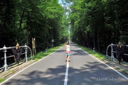 Informații Bialowieza Forest Reserve, ce să vezi, cum se ajunge acolo, în cazul în care să stați, fotografii