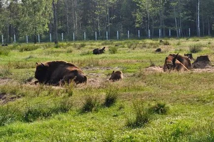 Informații Bialowieza Forest Reserve, ce să vezi, cum se ajunge acolo, în cazul în care să stați, fotografii