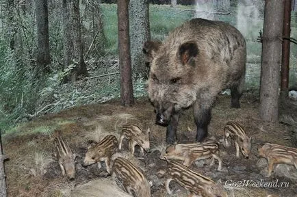 Informații Bialowieza Forest Reserve, ce să vezi, cum se ajunge acolo, în cazul în care să stați, fotografii