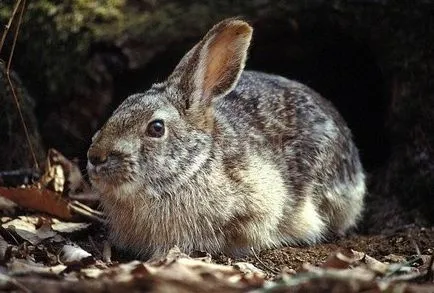 Hare - descriere, tipuri, ce să mănânce, pictura, fotografie (Hare) Hare - descriere, tipuri, ce să mănânce, pictura, fotografie
