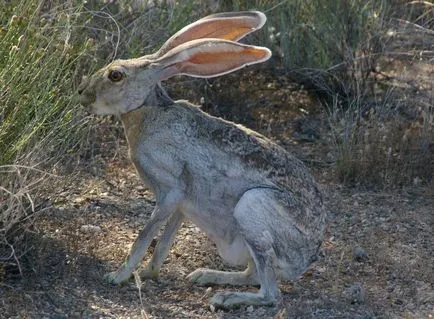 Hare - descriere, tipuri, ce să mănânce, pictura, fotografie (e) de Hare - descriere, tipuri, ce să mănânce, pictura, fotografie