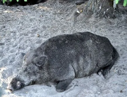 Informații Bialowieza Forest Reserve, ce să vezi, cum se ajunge acolo, în cazul în care să stați, fotografii