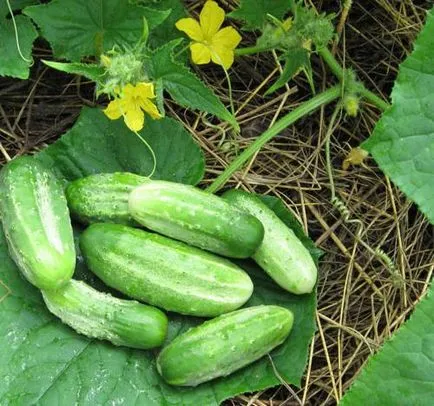 Sare imbracarea soiuri de castravete la sol deschis, soiuri de butoi (sare de acoperire) Sare imbracarea soiuri de castraveți pentru teren deschis, soiuri baril