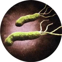 Бережіть шлунок бактерію helicobacter pylori