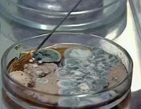 як лікувати грибкову алергію