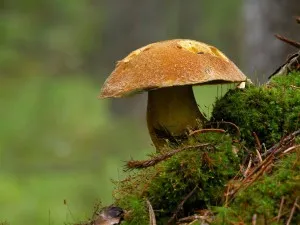 Білкова інтоксикація і її симптоми як лікувати білкове отруєння