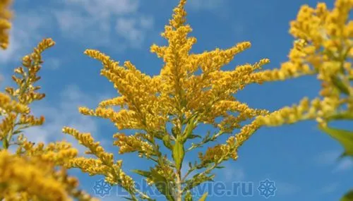 як лікувати алергію на амброзію
