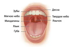 як лікувати хворі гланди