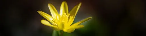 як вилікувати псоріаз чистотілом