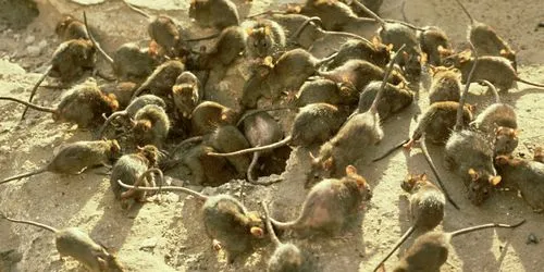 як лікують чуму в наш час
