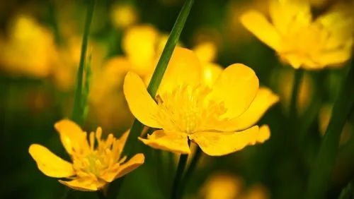 як вилікувати псоріаз чистотілом