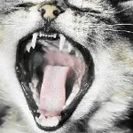 Teeth pisoi lapte atunci cand toamna si apar la ce vârstă, atunci când schimbă, și cât de mulți ani (vârsta de) Teeth pisoi lapte atunci când apar toamna si la ce varsta, la schimbarea, și cât de mulți ani