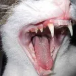 Teeth pisoi lapte atunci cand toamna si apar la ce vârstă, atunci când schimbă, și cât de mulți ani (dinți) Teeth pisoi lapte atunci când apar toamna si la ce varsta, la schimbarea, și cât de mulți ani