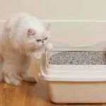 Teeth pisoi lapte atunci cand toamna si apar la ce vârstă, atunci când schimbă, și cât de mulți ani (vârsta de) Teeth pisoi lapte atunci când apar toamna si la ce varsta, la schimbarea, și cât de mulți ani