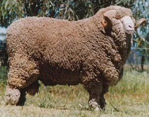 Introducere în descrierea caracteristicilor tonkorunnyh rase de ovine