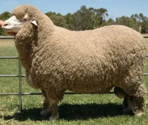 Introducere în descrierea caracteristicilor tonkorunnyh rase de ovine
