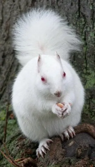 animalele albinoase - sortit suferinței, articole