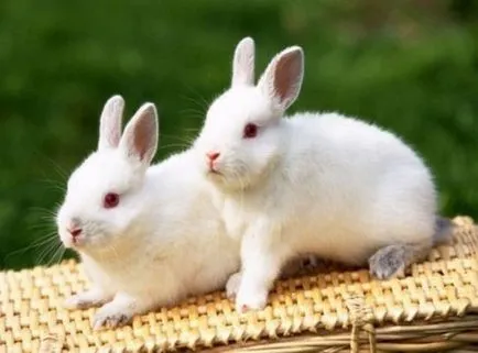 animalele albinoase - sortit suferinței, articole