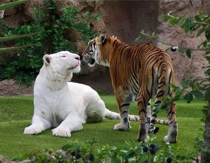 animalele albinoase - sortit suferinței, articole