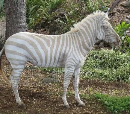 animalele albinoase - sortit suferinței, articole