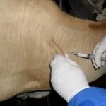 як лікувати запущений дерматит