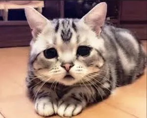 чума кішка симптом лікування домашній умова котячий
