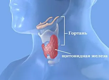 Еутиреоїдний зоб (дифузний еутиреоїдний зоб) як лікувати еутиреоїдний зоб