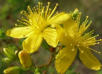 як лікувати дерматит на голові