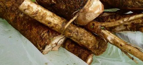 як лікувати кісту лопухом