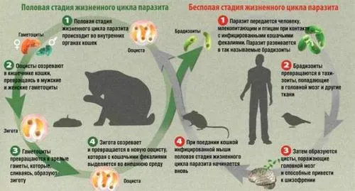 патологічного