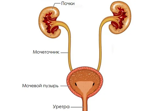 ніж лікувати сечовий міхур у дитини