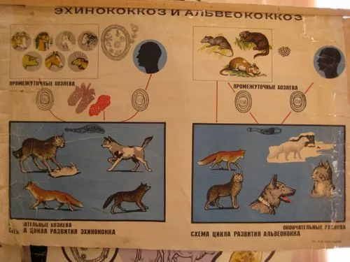 цикл розвитку ехінокока життєвий цикл ехінокока ехінокок остаточний господар лікування симптоми ехінокок печінки